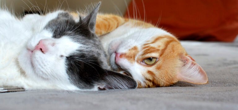Fakta Menarik tentang Kucing, Hewan Kesayangan Kita